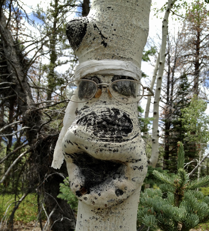 “Someone hung lost glasses on this tree next to the hiking trail.”