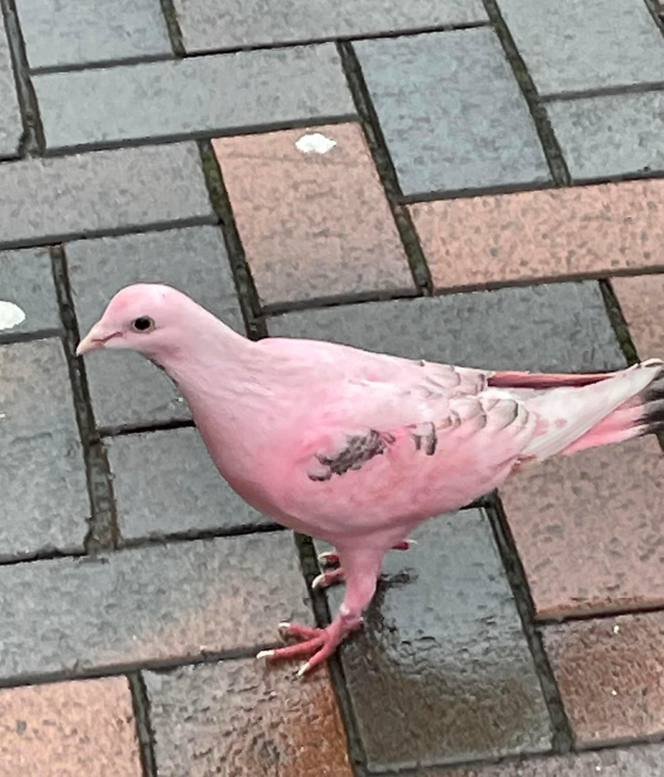 “I saw a pink pigeon on a UK high street.”