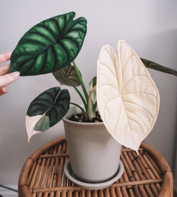 “My variegated dragon scale Alocasia after 2 green leaves blessed me with a fully white/cream leaf!”