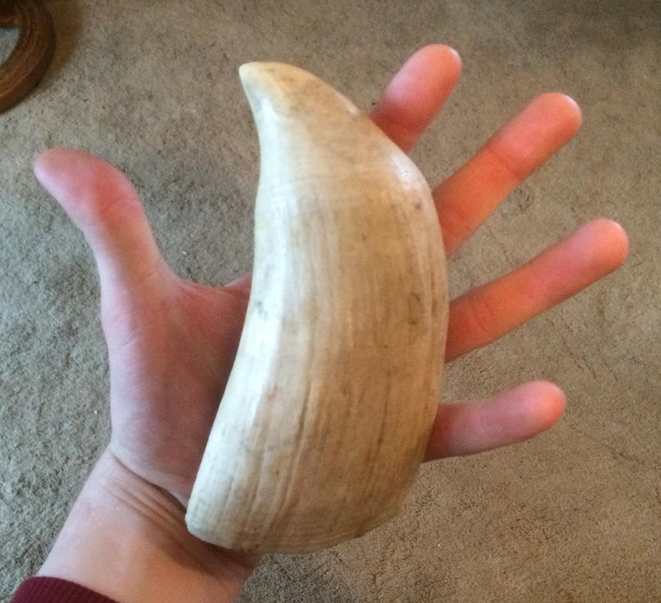 This is a sperm whale tooth.