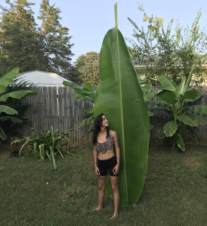 “This is a banana tree leaf. For scale, my wife is 5 feet tall, so the stem of the leaf measures 10 feet.”