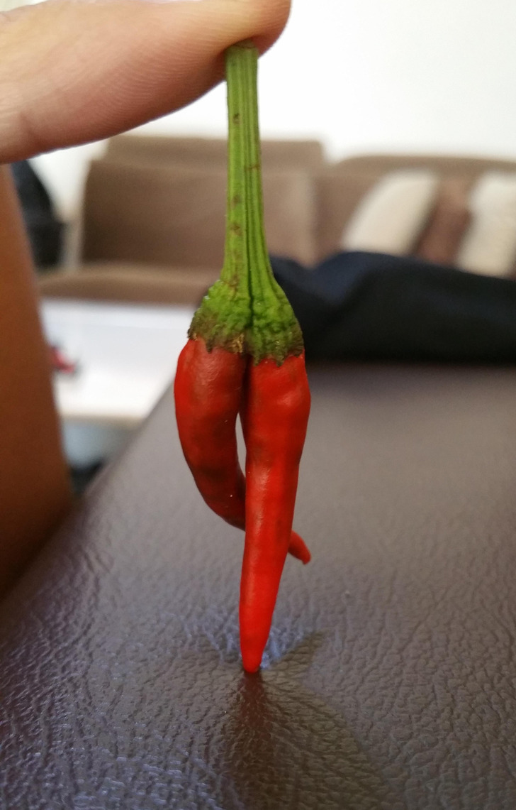 “So, my bro was cutting some chillis yesterday and we found this hottie.”