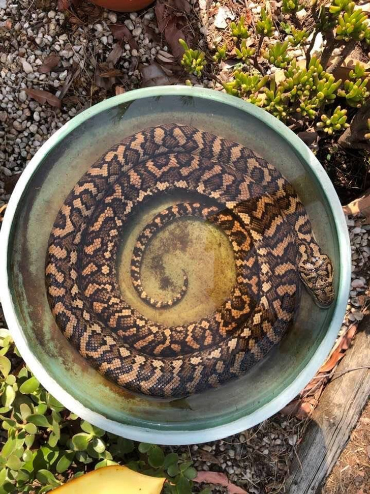 “It’s so hot here in Australia at the moment, and I wondered why birds weren’t using our birdbath.”