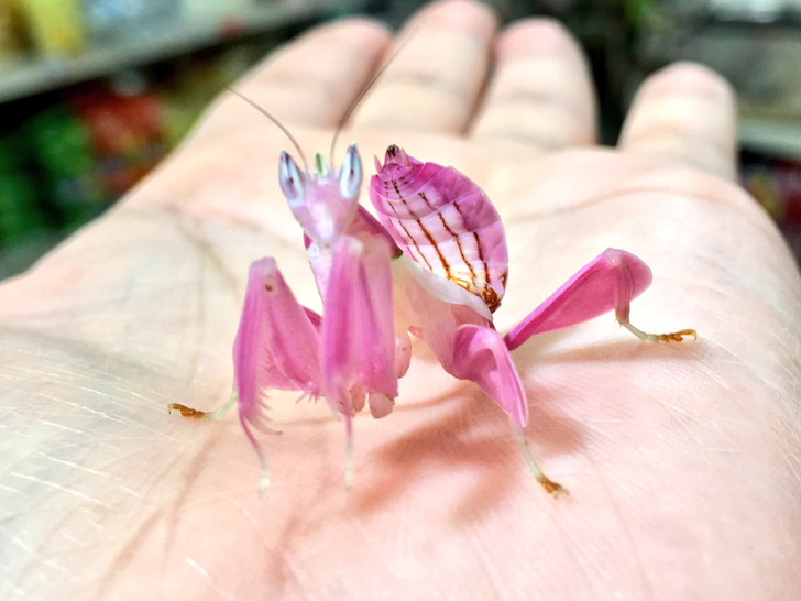 “Here’s a rare adult orchid mantis from Malaysia.”