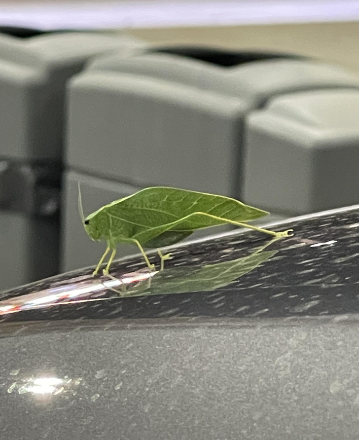 “This leaf-looking insect”