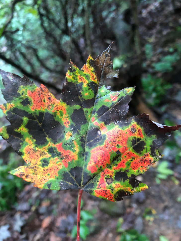 “I found this leaf that looks like a weather radar.”