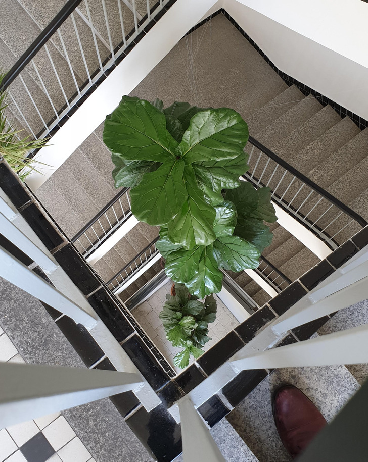 “This plant in our office is 4 stories tall.”