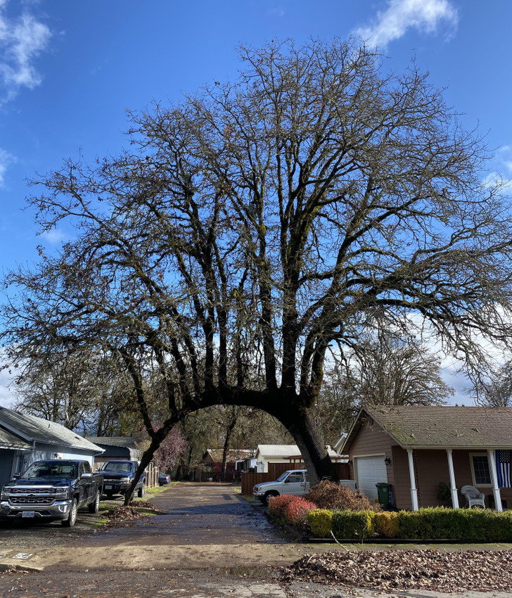 “This tree that has grown across the driveway and sprouted more trees off the top”