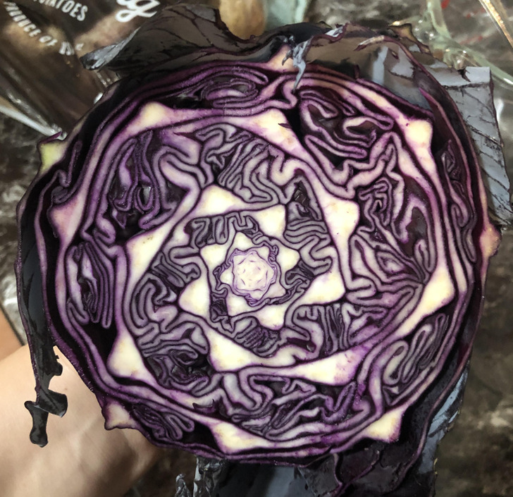 “The inside of my purple cabbage”