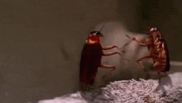 wtf facts - A cockroach can live for 9 days without a head.