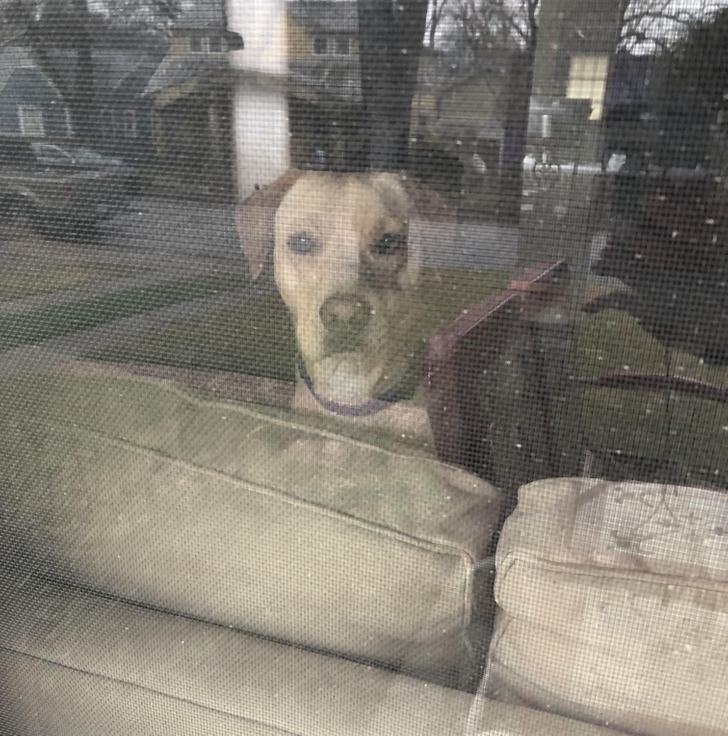 “My dog has locked me out of the house. And it’s raining.”