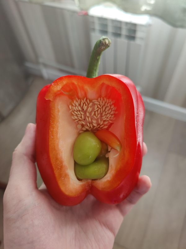 fascinating things - pepper pregnant with triplets