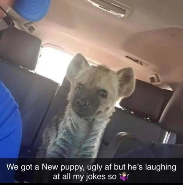 wtf posts - we got a new puppy hyena - We got a New puppy, ugly af but he's laughing at all my jokes so