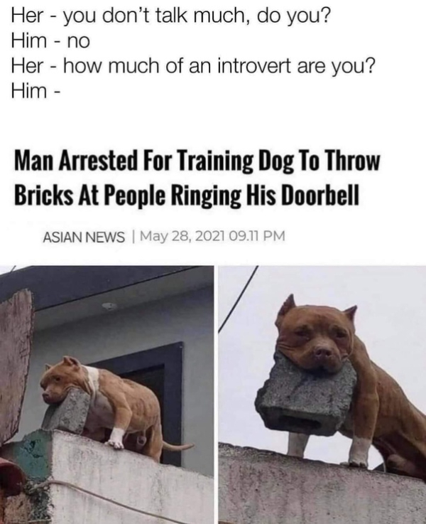 wtf posts - man arrested for training dog to throw bricks at people - Her you don't talk much, do you? Him no Her how much of an introvert are you? Him Man Arrested For Training Dog To Throw Bricks At People Ringing His Doorbell Asian News | 09.11 Pm