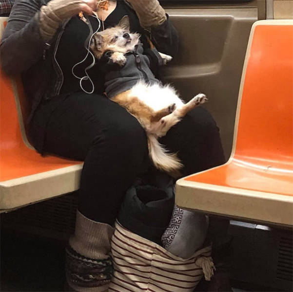 29 WTF Things Seen On The Subway.