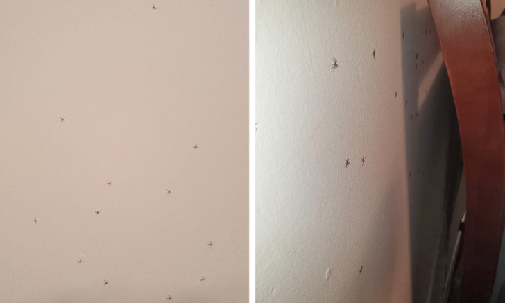 “Time to go to bed! Um...what are those dots on my wall? Oh. Oh NO.”