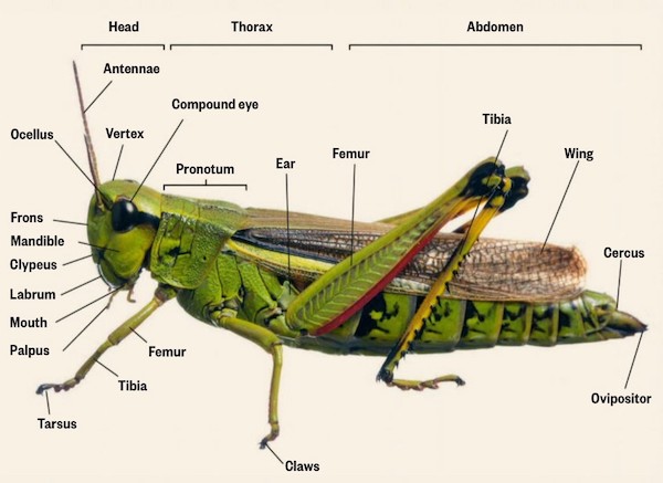 26 Charts Filled With Random Knowledge.