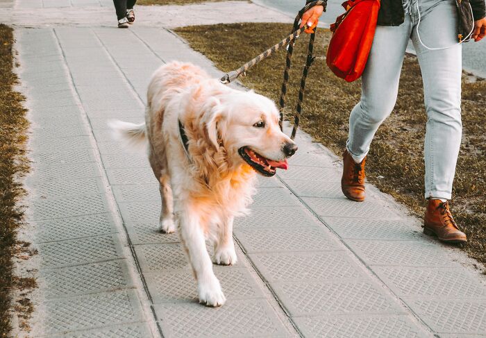 life hacks - dog walking on street