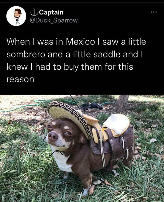 wholesome pics and memes - captain mexico meme - 1 Captain When I was in Mexico | saw a little sombrero and a little saddle and I knew I had to buy them for this reason