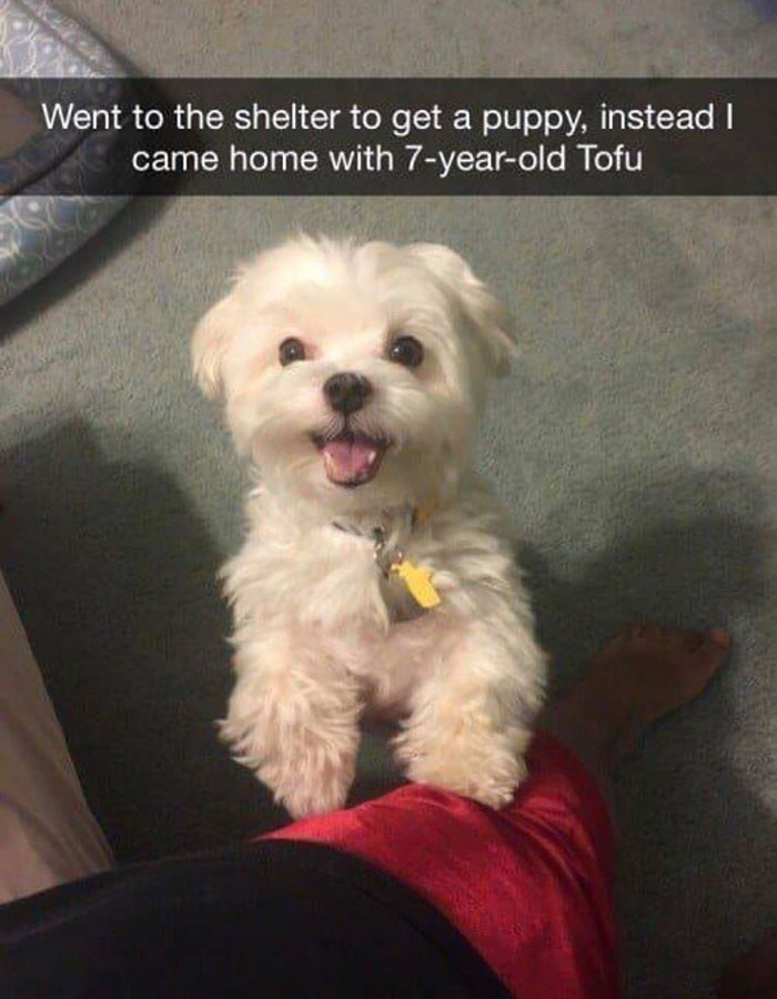 wholesome pics and memes - puppies tumblr funny - Went to the shelter to get a puppy, instead I came home with 7yearold Tofu