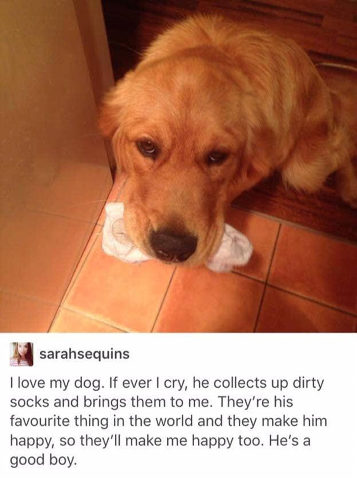 wholesome pics and memes - we don t deserve dogs quotes - sarahsequins I love my dog. If ever I cry, he collects up dirty socks and brings them to me. They're his favourite thing in the world and they make him happy, so they'll make me happy too. He's a g