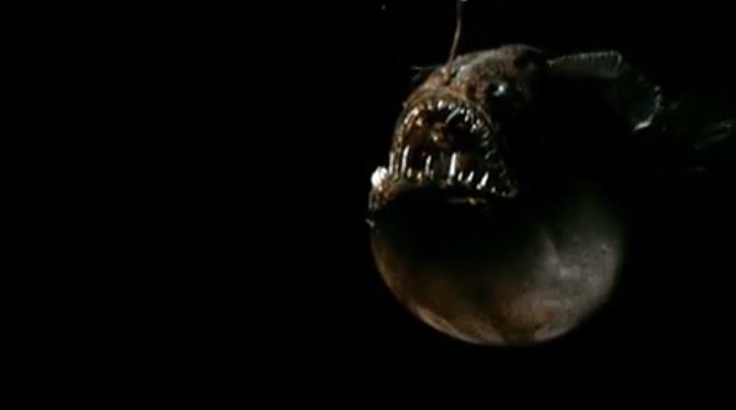 Certain species of male angler fish mate by biting a female angler fish so that his mouth fuses to her body.