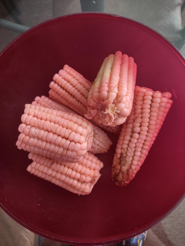 “Mum boiled the purple potatoes with the corn. Now we have pink corn.”