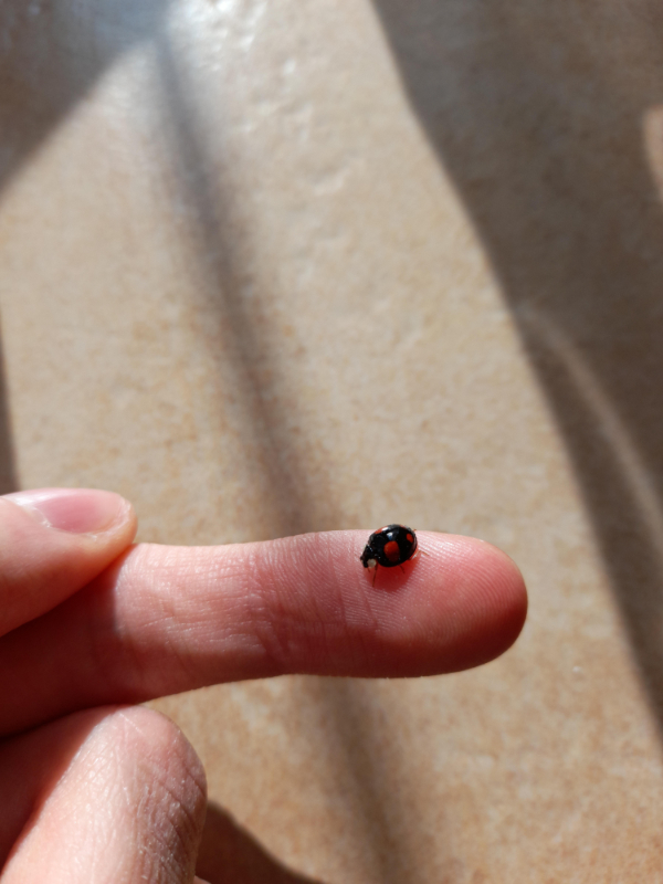 “I found a ladybug with reversed colors in my room.”