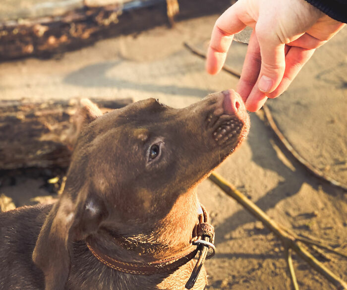 Someone close to me killed her step-dad's dog by feeding it tylenol PM in peanut butter because it annoyed her.