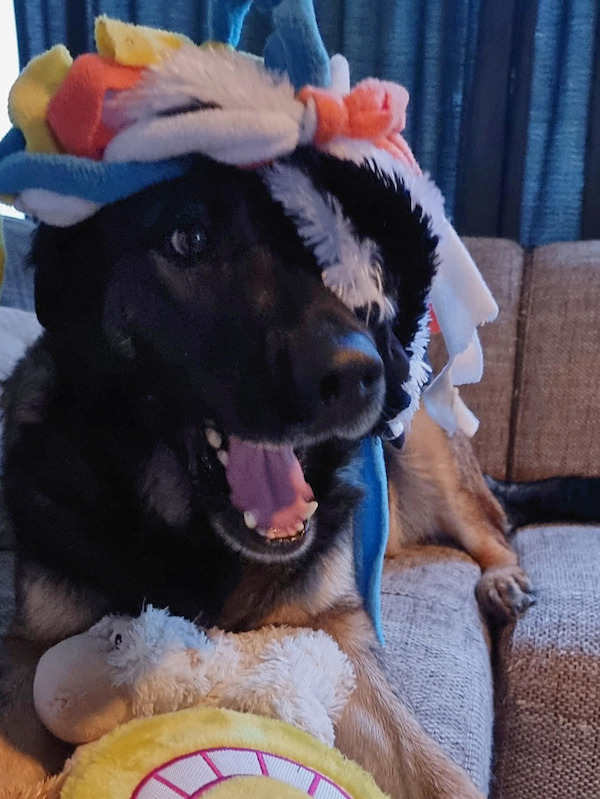 I bought new toys for my dog. This was his face when I literally showered them on him.