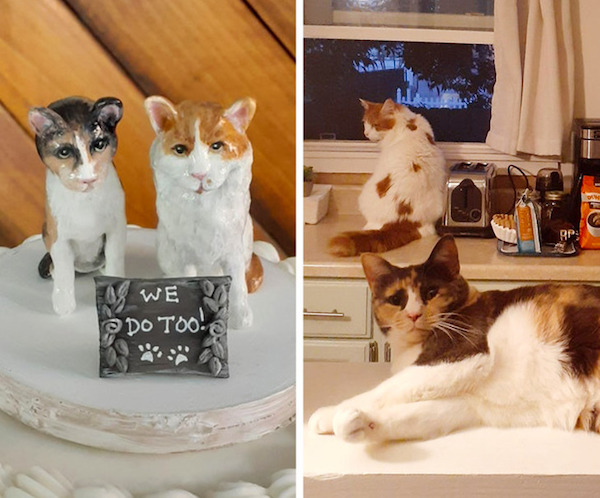 I bought this custom cake topper of our cats for my wedding. We married yesterday and I can finally show them off!