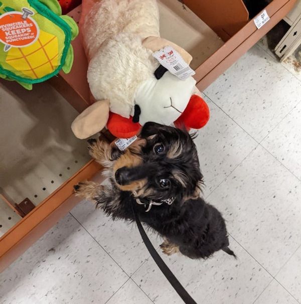 Frieda has a 6-inch Lamb Chop toy I got her when she was a tiny puppy. Today she discovered there is a jumbo version of her cuddle buddy.