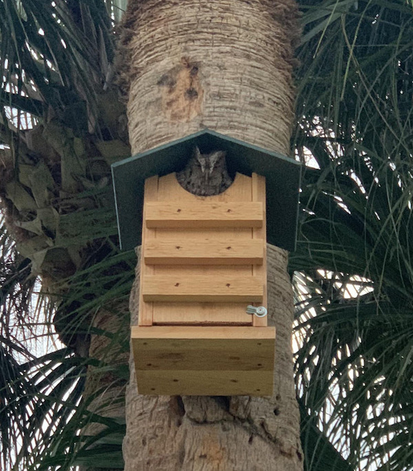 I bought an owl box months ago. Today an owl finally got in it! I shed happy tears.