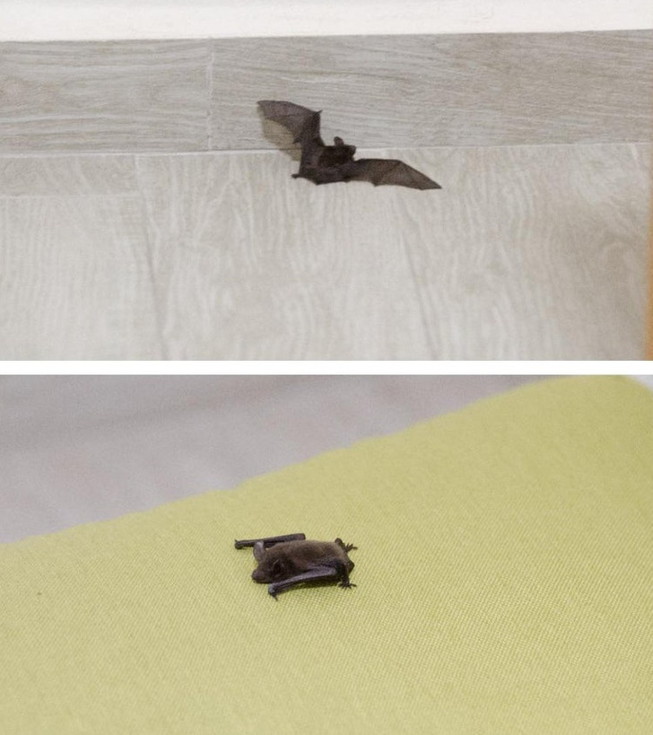 “A bat flew into my room and it’s now chilling on my couch.”