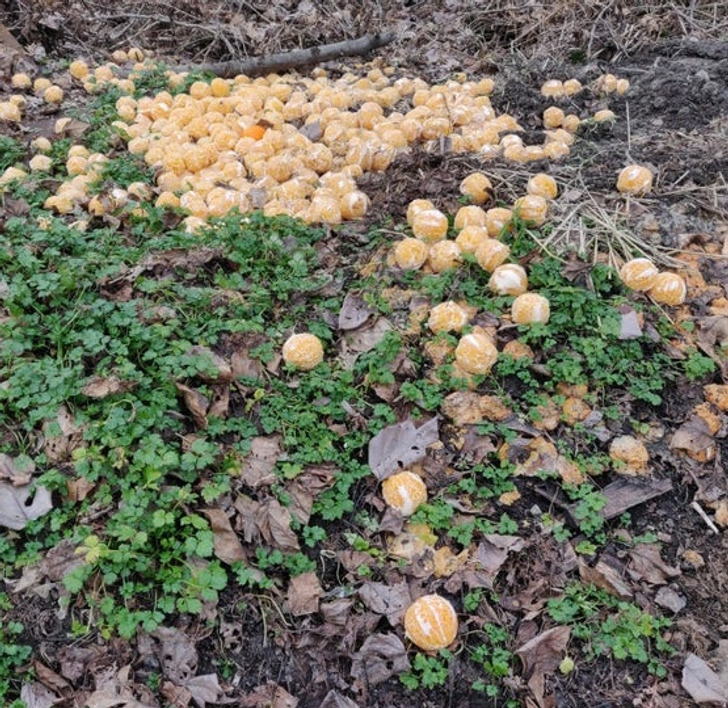 Weird and Wild Discoveries - Random giant pile of perfectly peeled oranges