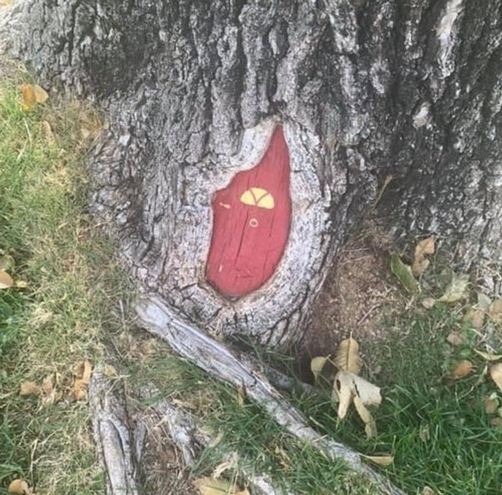 Weird and Wild Discoveries - Went on a walk and found a door in the base of the tree