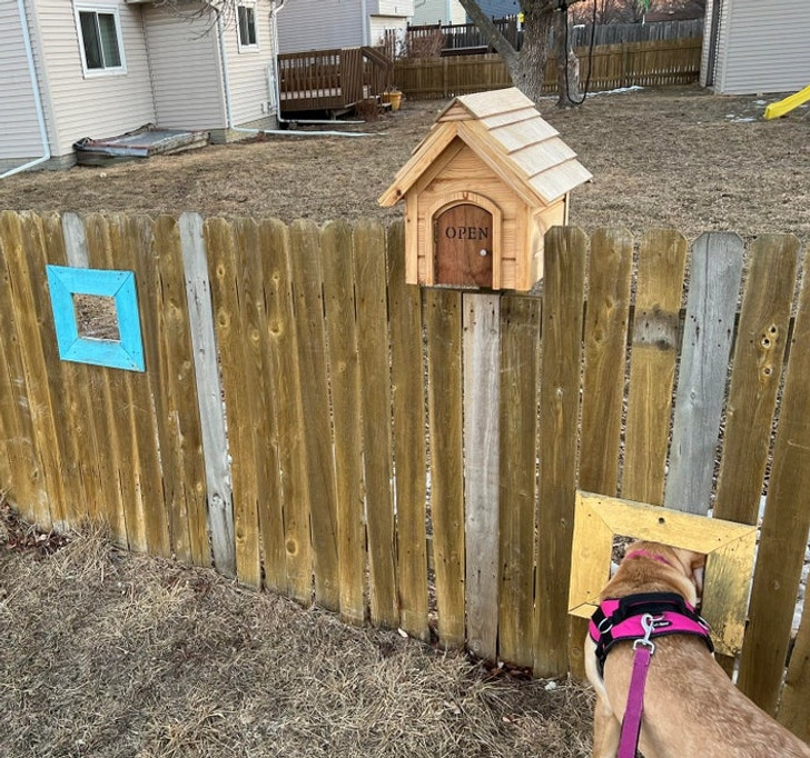 Weird and Wild Discoveries - The fence has holes cut out allowing dogs
