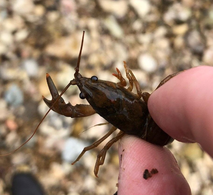 Weird and Wild Discoveries - - crayfish