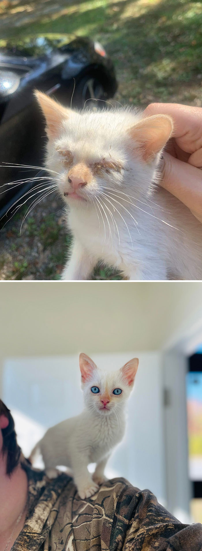 My Kitten, Rice, The Day I Found Him 3 Weeks Ago vs. Today