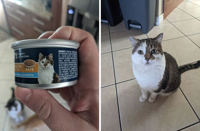 Bought These Cans The Other Day And I'm Just Now Seeing The Cat On The Label