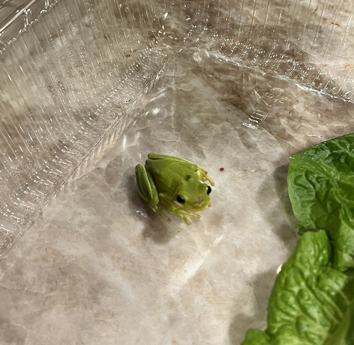 cool stuff - amazing discoveries - guy finds frog in lettuce