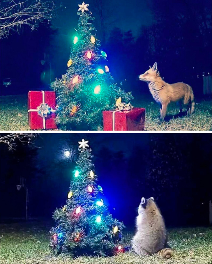 cool stuff - amazing discoveries - wild animals looking at christmas tree