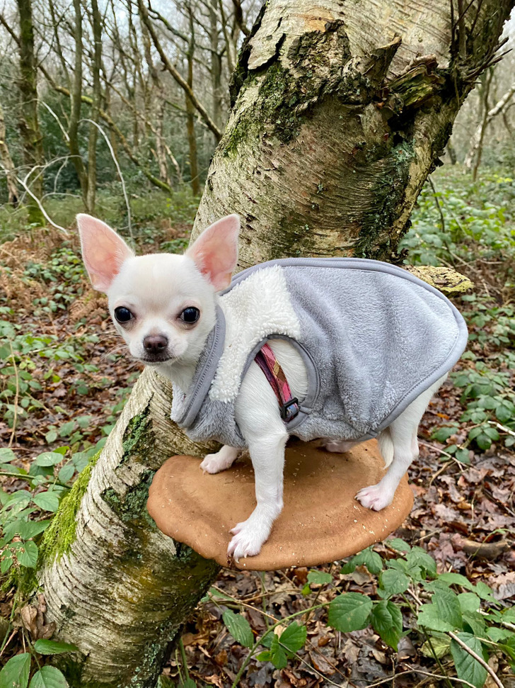 cool stuff - amazing discoveries - polypore chihuahua for scale reddit