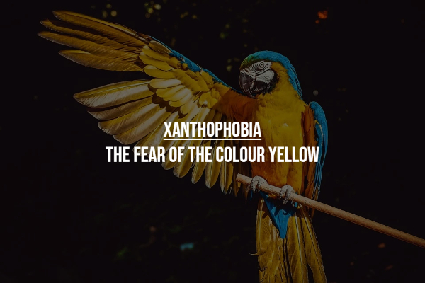 strange phobias - macaw - Xanthophobia The Fear Of The Colour Yellow