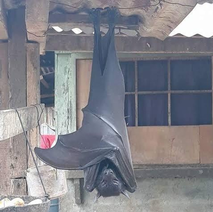 things bigger than you know - One giant hanging bat