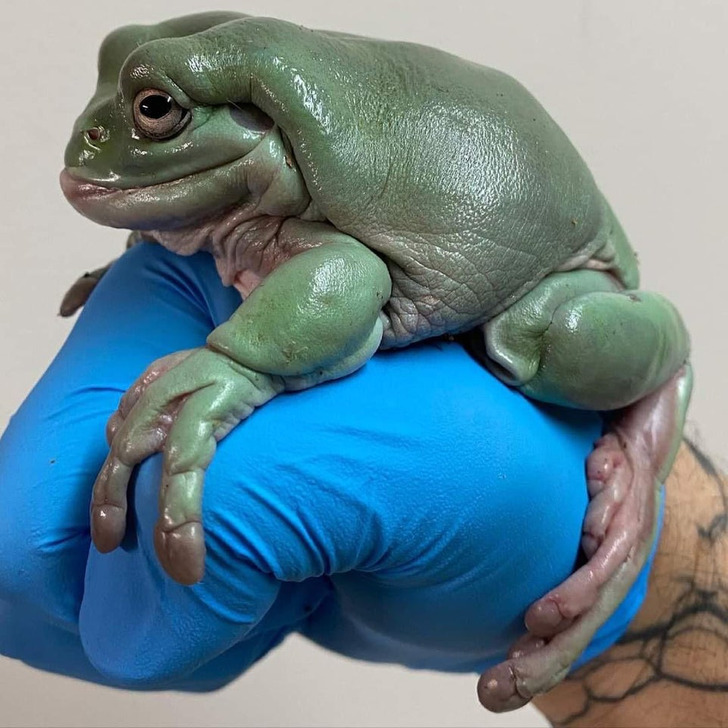 things bigger than you know --  A frog the size of a human fist