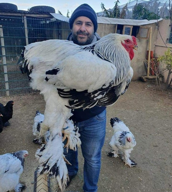things bigger than you know - That’s one big chicken.