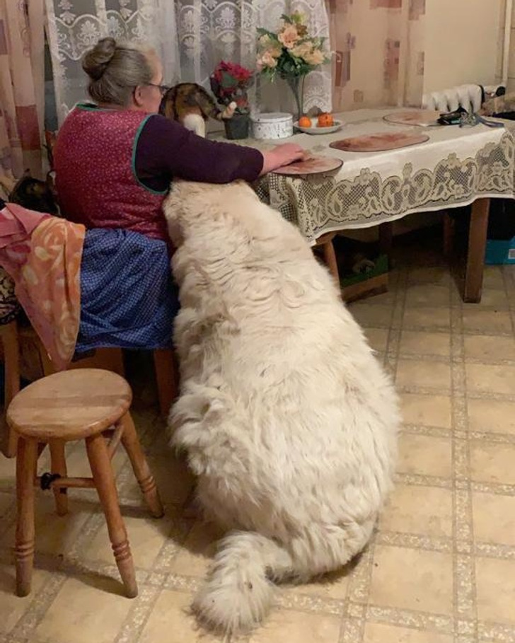 things bigger than you know - This chonker next to my grandmother