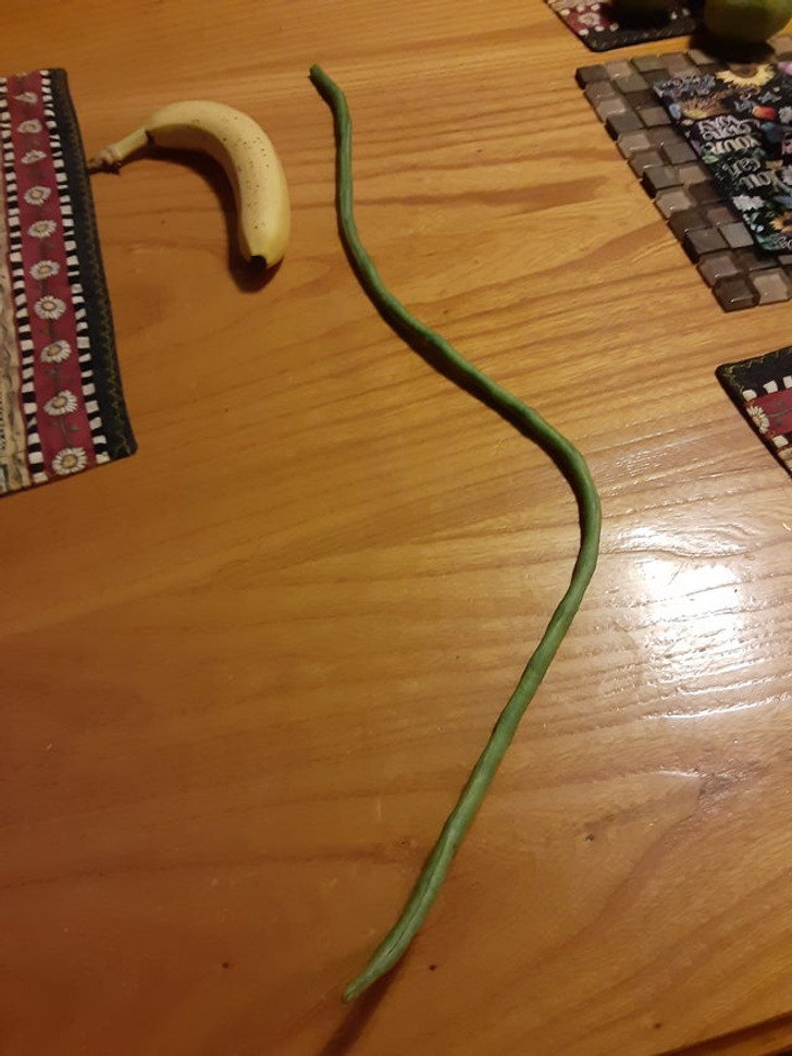 things bigger than you know - Green bean dad grew, banana for scale
