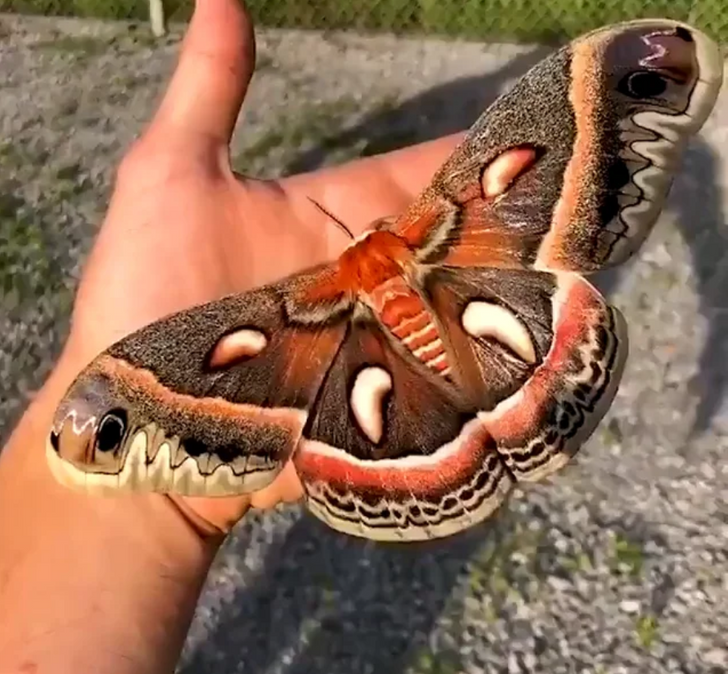 things bigger than you know - An unusually large cecropia moth, normal max wingspan is 5-7 inches